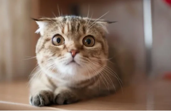 Siberian cat personality introduction