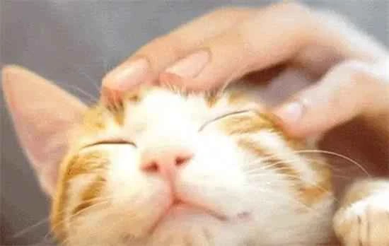 What does it mean when a kitten purrs?