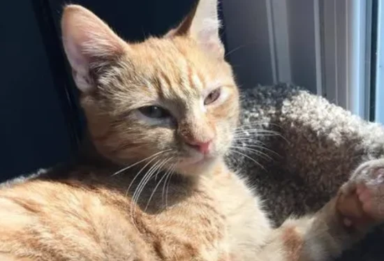 有哪些养猫必须知道的冷知识？