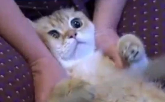 How much does it cost to do an ultrasound on a cat?