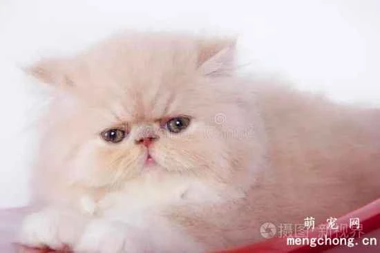 What should you pay attention to when feeding a Persian cat?