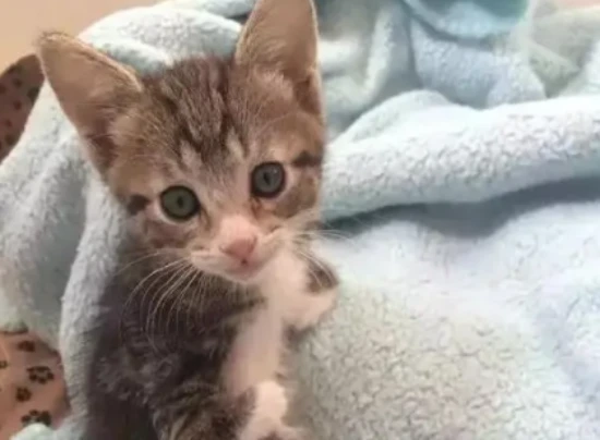 Reasons for delayed development in kittens