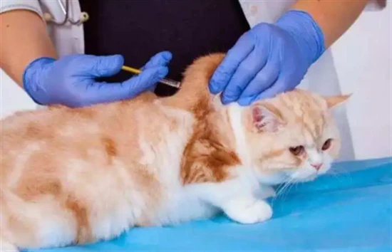 How many vaccinations does a cat need in its lifetime?