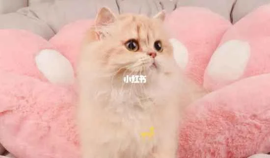 My kitten keeps purring in its sleep. Let's explore the reasons and meaning behind it.