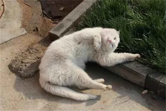 Do stray cats have rabies?