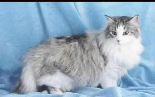 Why do cats purr so much? A deep dive into the reasons why cats purr.