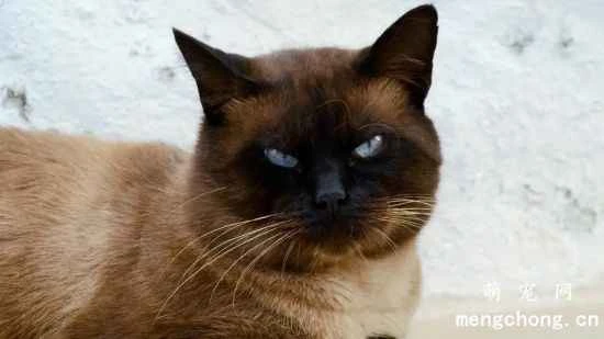 How to raise a Siamese cat? A few tips for raising Siamese cats.