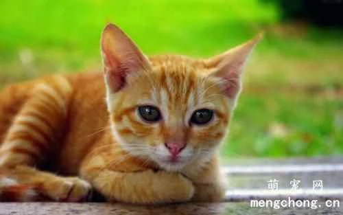 What are some signs that your cat trusts you?