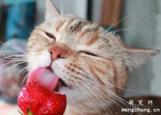What fruits can cats eat?
