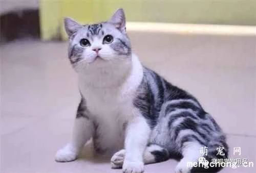 How can I keep cat food fresh?