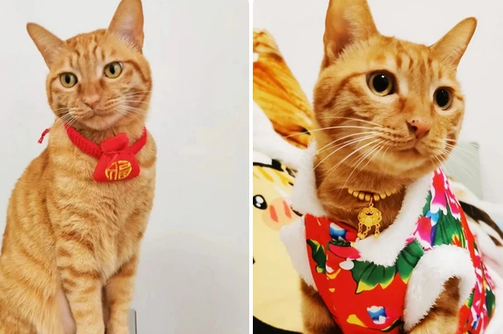 How to help your cat live longer? Cat mortality and lifespan statistics.