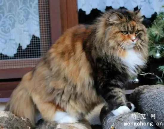 What kinds of pet cats can you see in Russia?