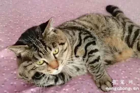 Are Siamese cats cross-eyed?