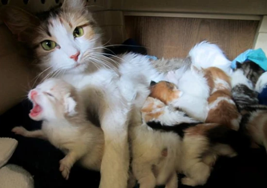 How to feed a 1-month-old kitten