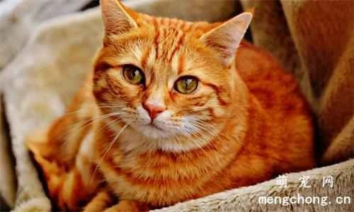 How to calm your cat down during a bath?