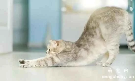 Can cats do yoga?