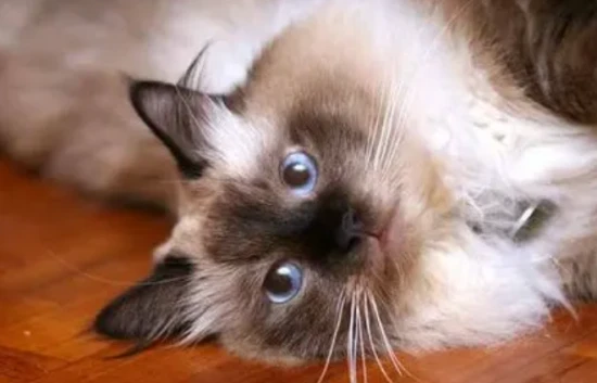 Boman kitten personality