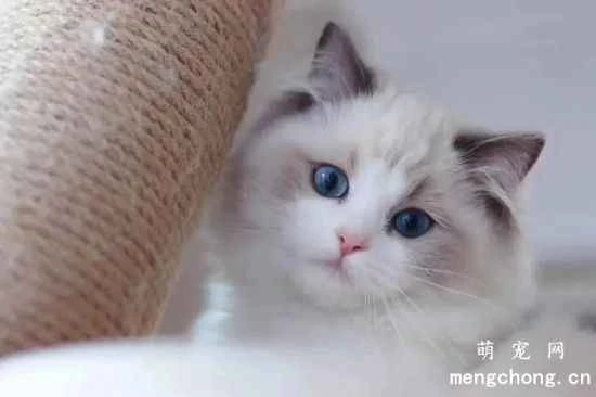How to raise a Ragdoll cat? Things to note when raising a Ragdoll cat.
