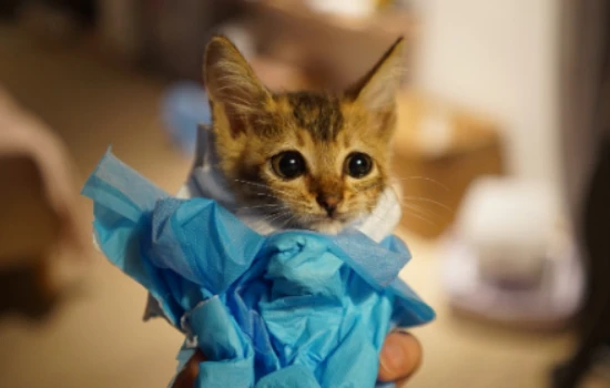 The enormous harm of keeping cats to children