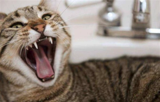 What are the symptoms of rabies in cats?