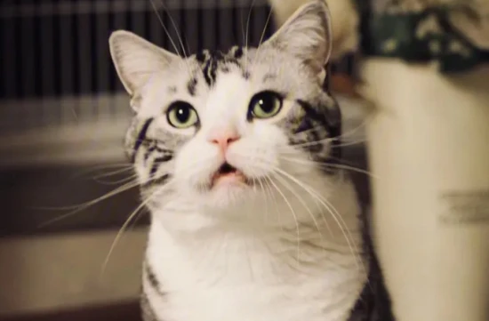 How many colors does the Cheese Cat come in?