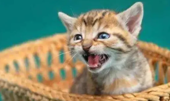 Why do kittens keep meowing?