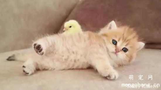 Do you know your cat's characteristics?