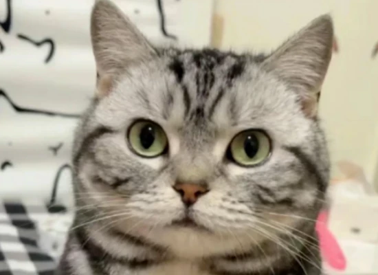 What are the benefits of cats staying indoors for extended periods?