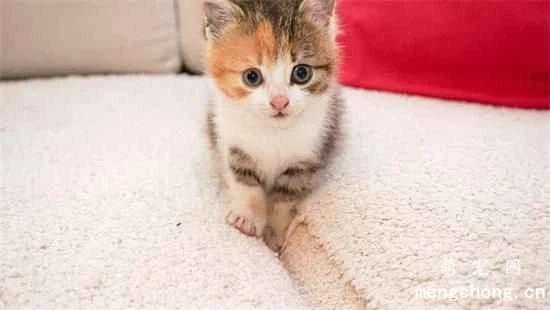 Do you know what foods cats absolutely should never eat?