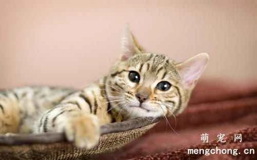 What should you know about raising a new cat?