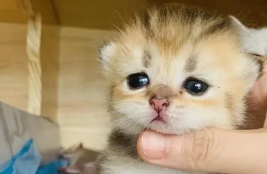 What does "backyard breeding cats" mean?