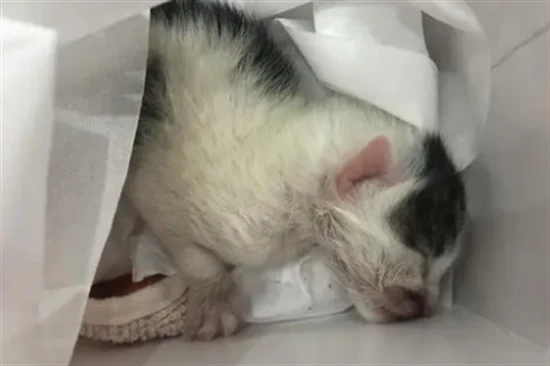 How many days does it take for kittens to open their eyes and walk?