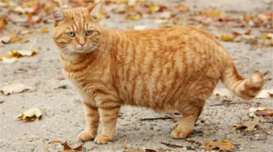 What breed is an orange tabby cat?