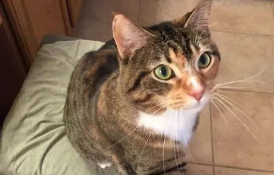 为啥猫咪要用后腿踢自己脸，是真傻吗？