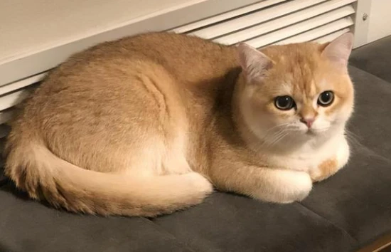 What color cat is lucky to own?