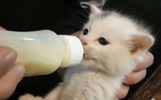 How to raise kittens that haven't been weaned