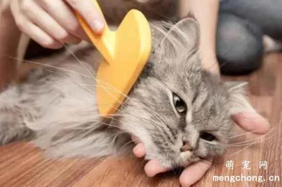 Grooming Techniques for Long-haired Cats - Specific Grooming Methods