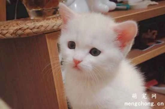 10 essential items to prepare for your cat before getting one