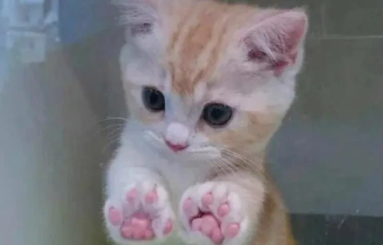 This is what a cat feels; it brought me to tears!