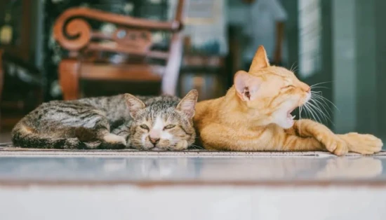 Several reasons why cats shed hair; see if your feline overlord falls into any of these categories.