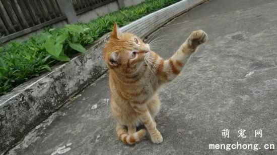 Common methods for restraining cats