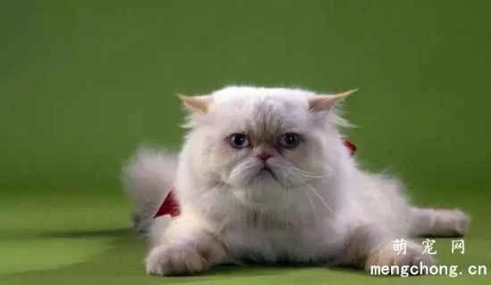 What should you pay attention to in the diet of a Persian cat?