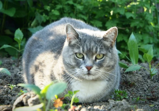 Are mothballs harmful to cats?