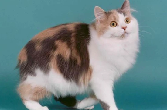 Who is the guardian of Manx cat?