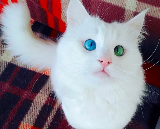 A cat with one blue eye and one green eye