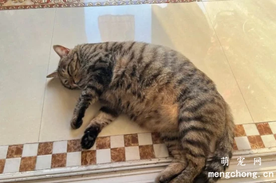 The 6 least smelly cat breeds: They can go months without a bath and still smell wonderful!