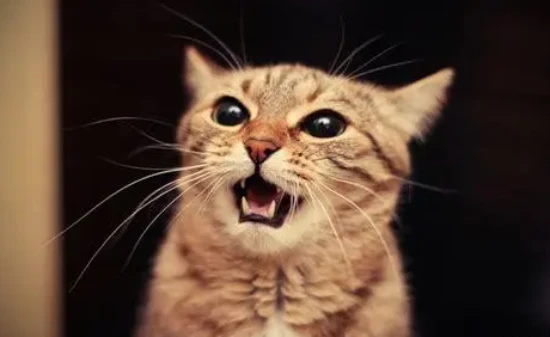 What is the normal body temperature range for cats?