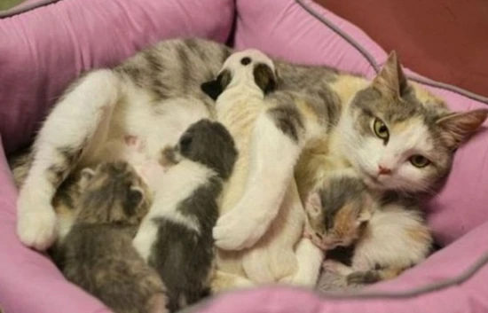 The mother cat was panting heavily while feeding her kittens.