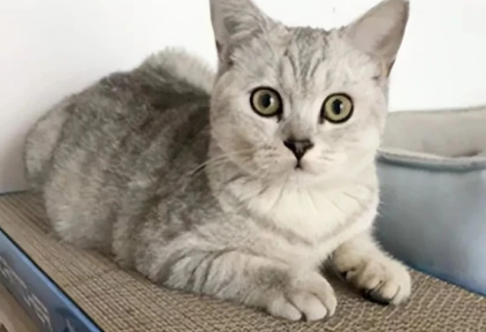 What to do if your cat is lost