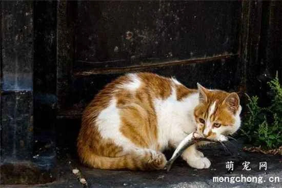 Why do cats love to eat fish? Eating fish is good for a cat's eyes.